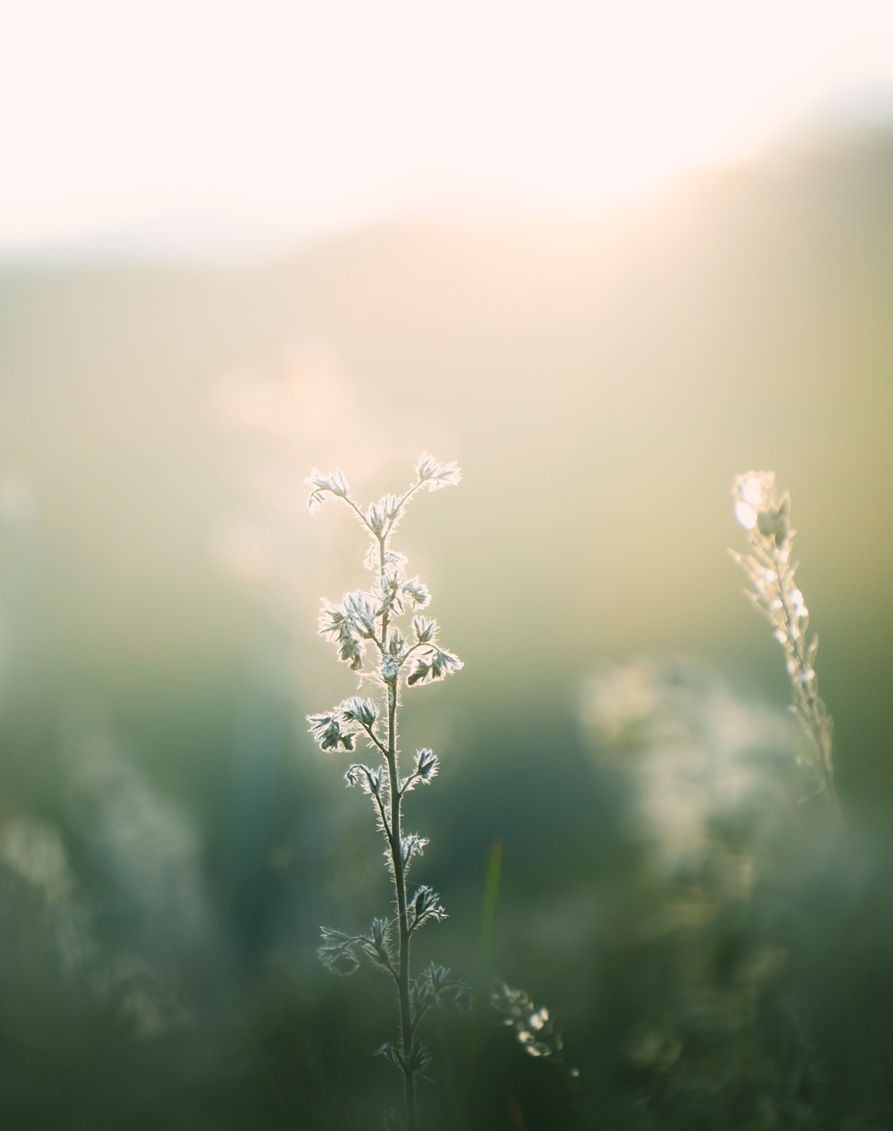 vincent bezos hypnose